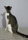 Josie - Photo 3