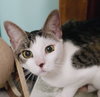 Josie - Photo 1