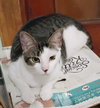 Josie - Photo 4
