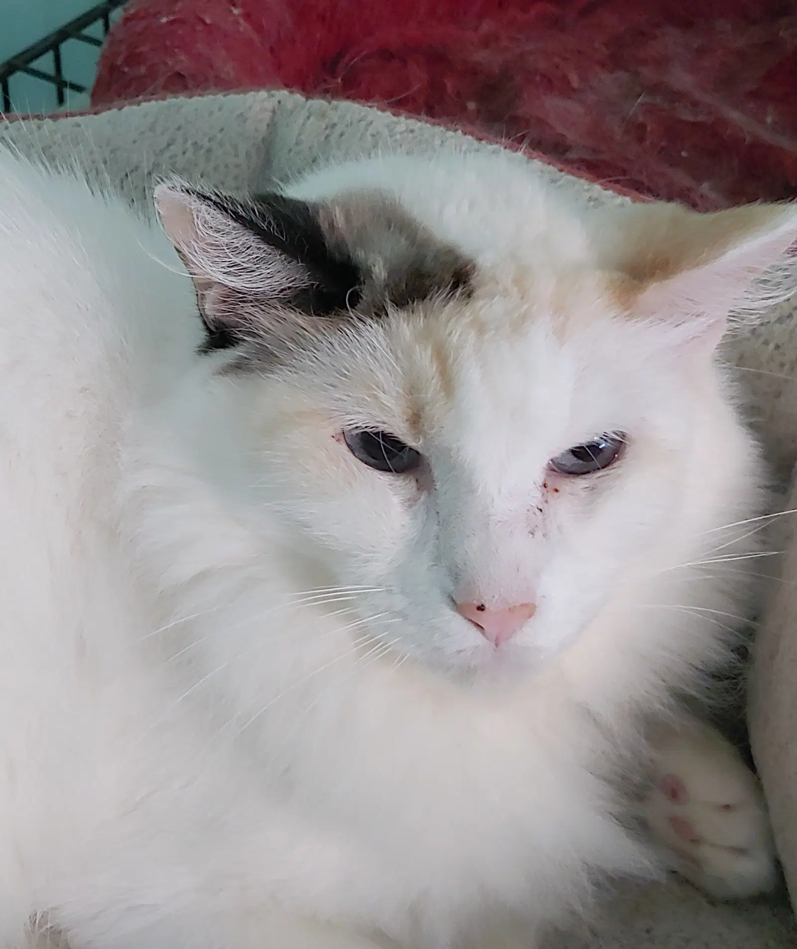 Sweet Pea - Domestic Long Hair