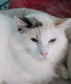 adoptable Cat in  named Sweet Pea
