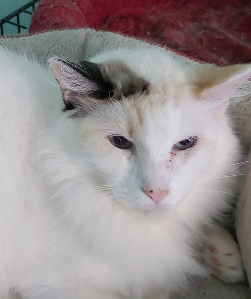 SWEET PEA - Domestic Long Hair available for adoption