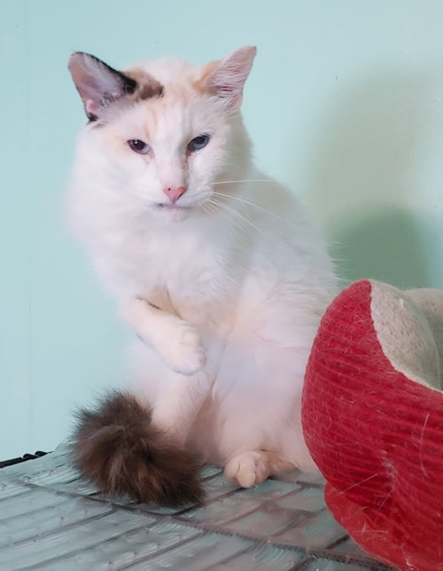 Photo 3 of Sweet Pea