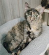 Mama Tortie - Photo 1