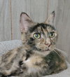 Mama Tortie - Photo 2