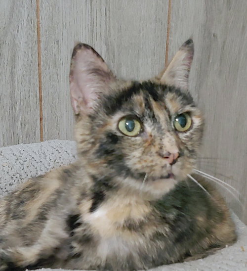 MAMA TORTIE - Domestic Short Hair available for adoption