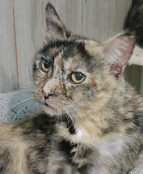 Mama Tortie