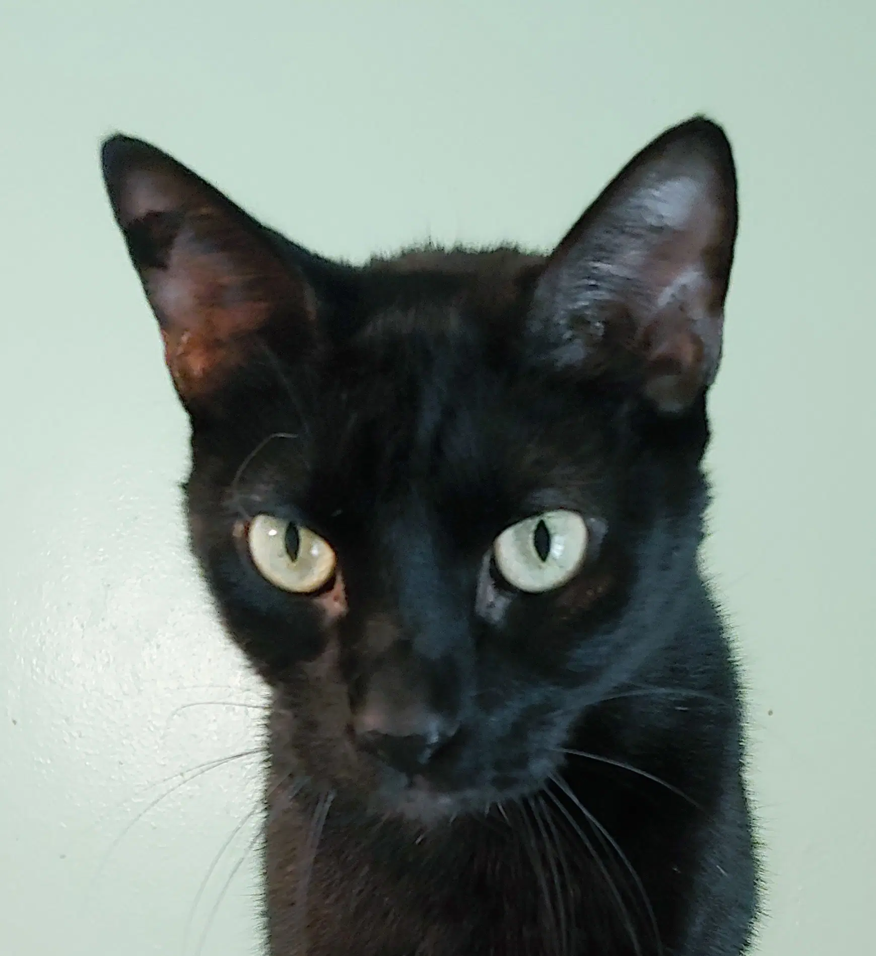 Lil Ricky - Domestic Short Hair