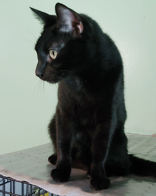 LITTLE RICKY - Domestic Short Hair available for adoption