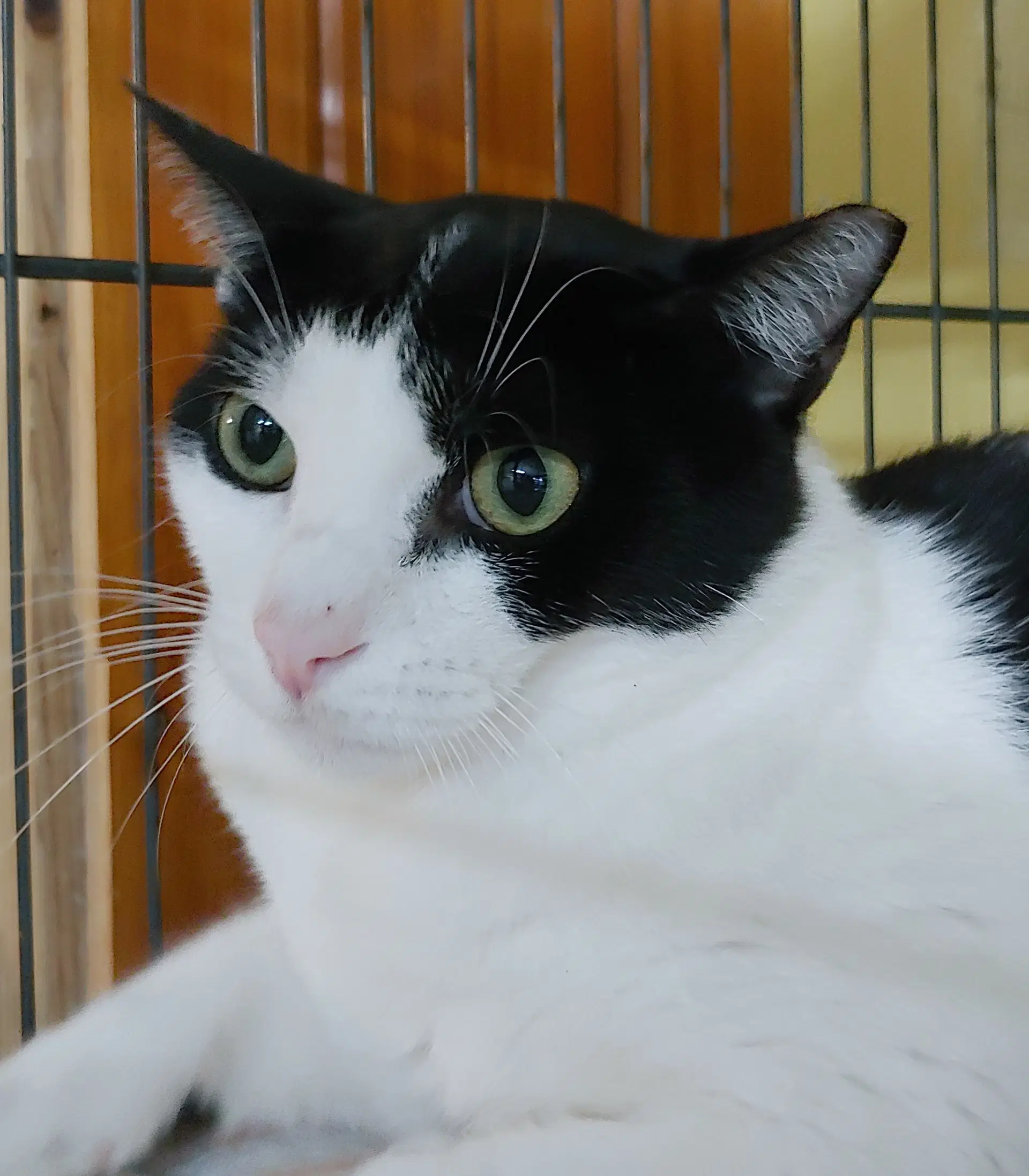 Jerry - Domestic Short Hair