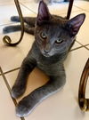 adoptable Cat in  named Magnum