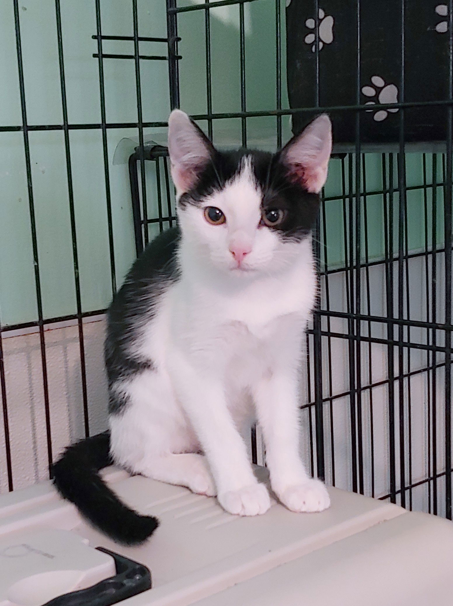 adoptable Cat in Fort Lauderdale, FL named Leilani