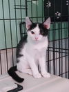 adoptable Cat in  named Leilani