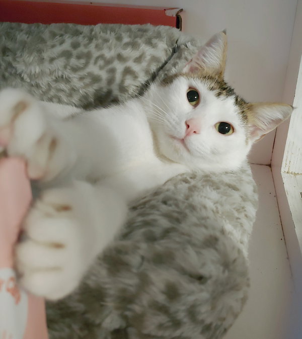 Sofia