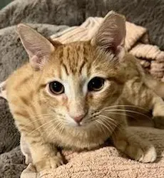 Mimosa - Domestic Short Hair