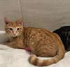 Mimosa 2025 - Photo 2