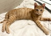 Mimosa 2025 - Photo 3