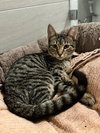 Oliver 2025 - Photo 2