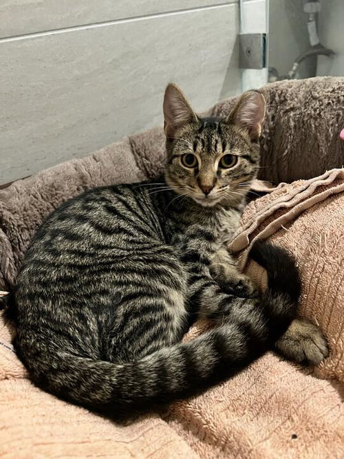 OLIVER 2025 - Domestic Short Hair available for adoption