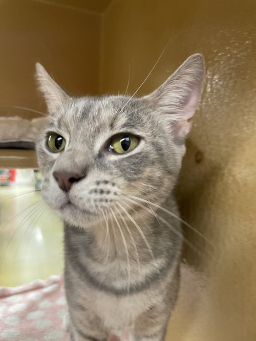 picture of the cat needing adoption