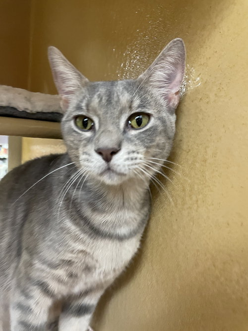 LULU BELLE - Tabby available for adoption