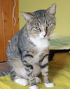 Vincent - Photo 3