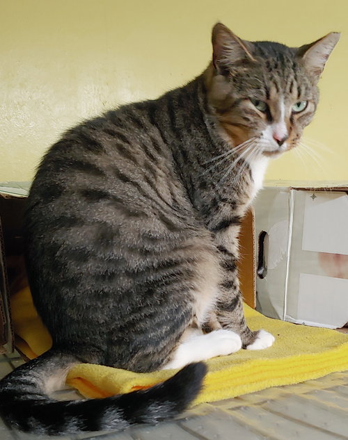VINCENT - Domestic Short Hair available for adoption