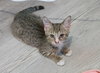 Dusty - Photo 1