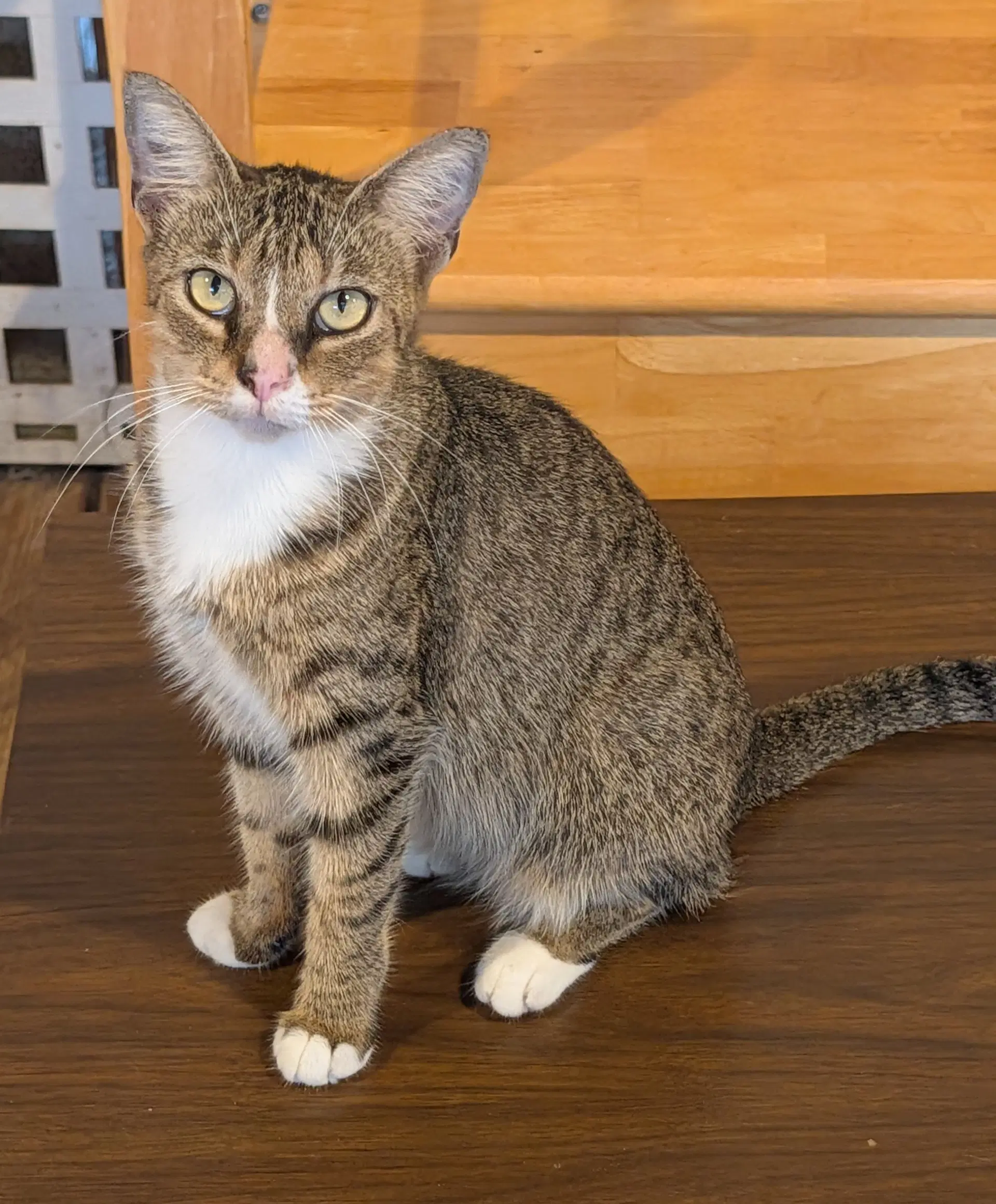 Dusty - Domestic Short Hair