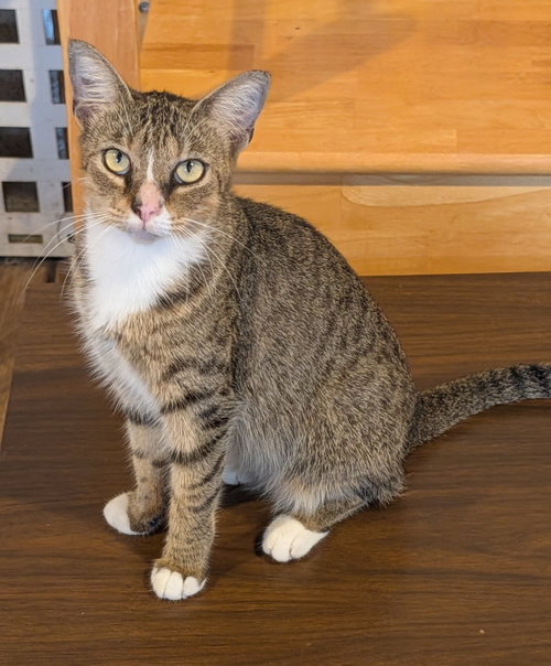 Dusty, a cat for adoption from Beyond Nine Cat Rescue