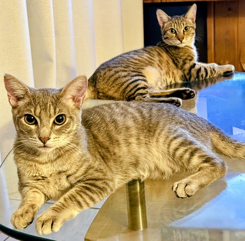 picture of the cat needing adoption