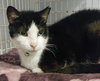 Pepino - Photo 1