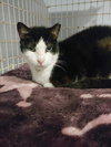 Pepino - Photo 2