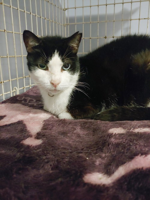 PEPINO - Domestic Medium Hair available for adoption