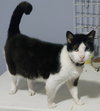 Pepino - Photo 3