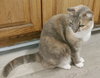 Cocoa - Photo 3