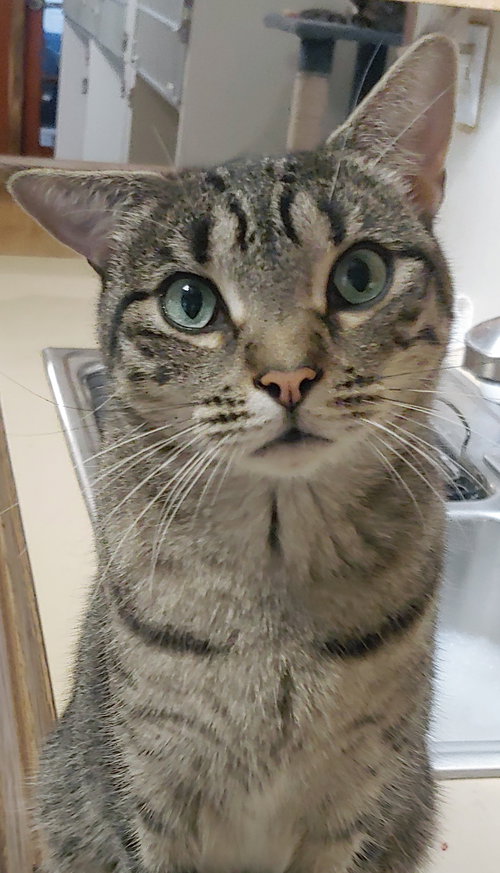 MOCHI - Domestic Short Hair available for adoption