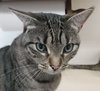Mochi - Photo 2