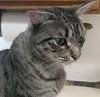 Mochi - Photo 3