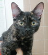 Cinnamon - Photo 1