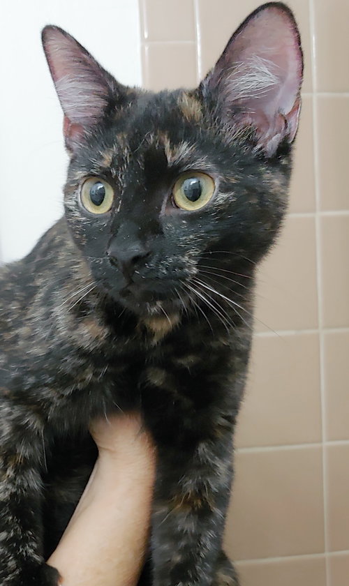 CINNAMON - Domestic Short Hair available for adoption