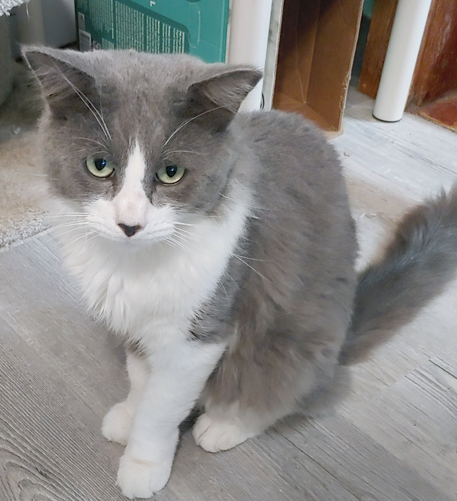 Felix Image