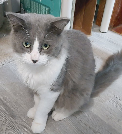 picture of the cat needing adoption