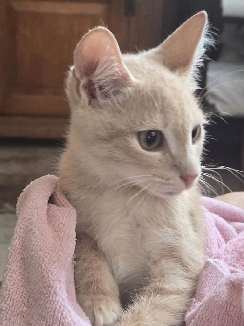 GAINES - Domestic Short Hair available for adoption