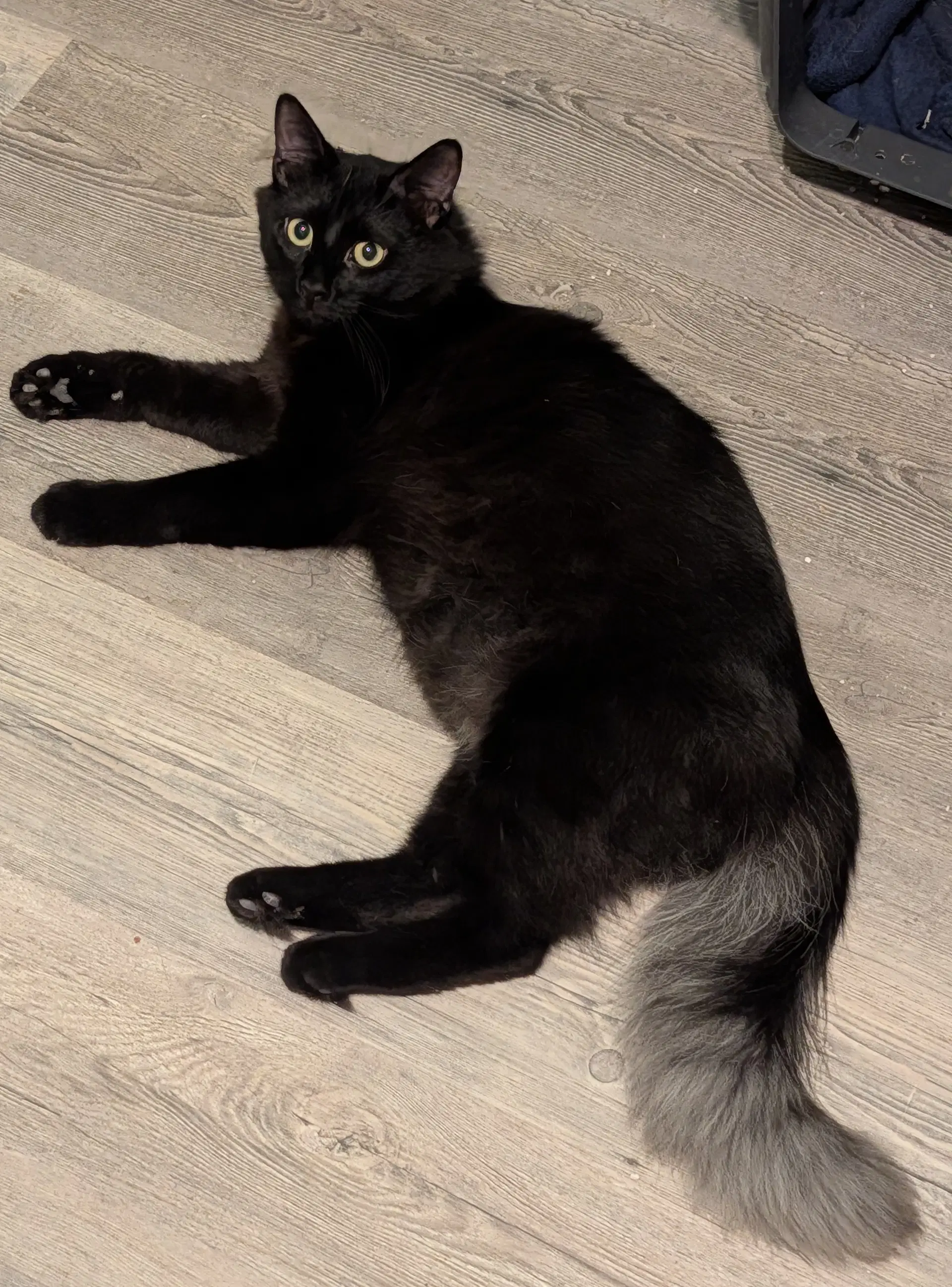 Ghost - Domestic Long Hair