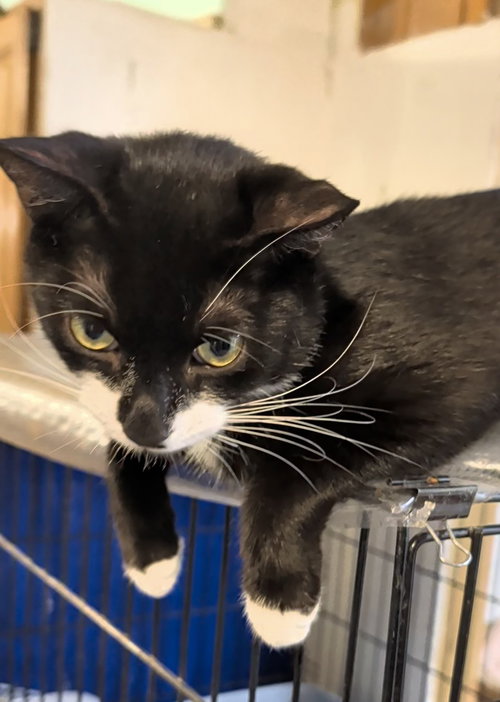 TIPSY - Domestic Short Hair available for adoption