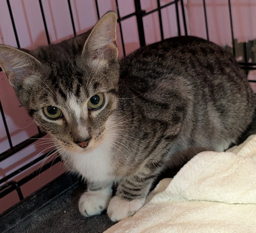 TIGER - Domestic Short Hair available for adoption
