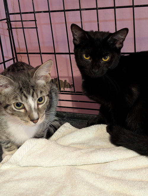 TIGER - Domestic Short Hair available for adoption