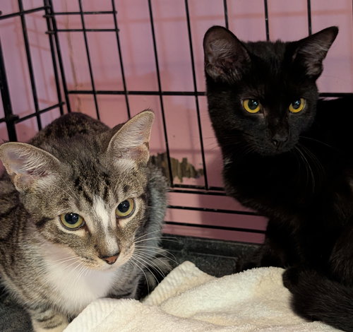 TIPPY TOES - Domestic Short Hair available for adoption
