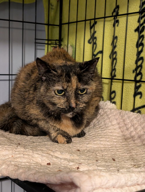 GIPPY - Tortoiseshell available for adoption